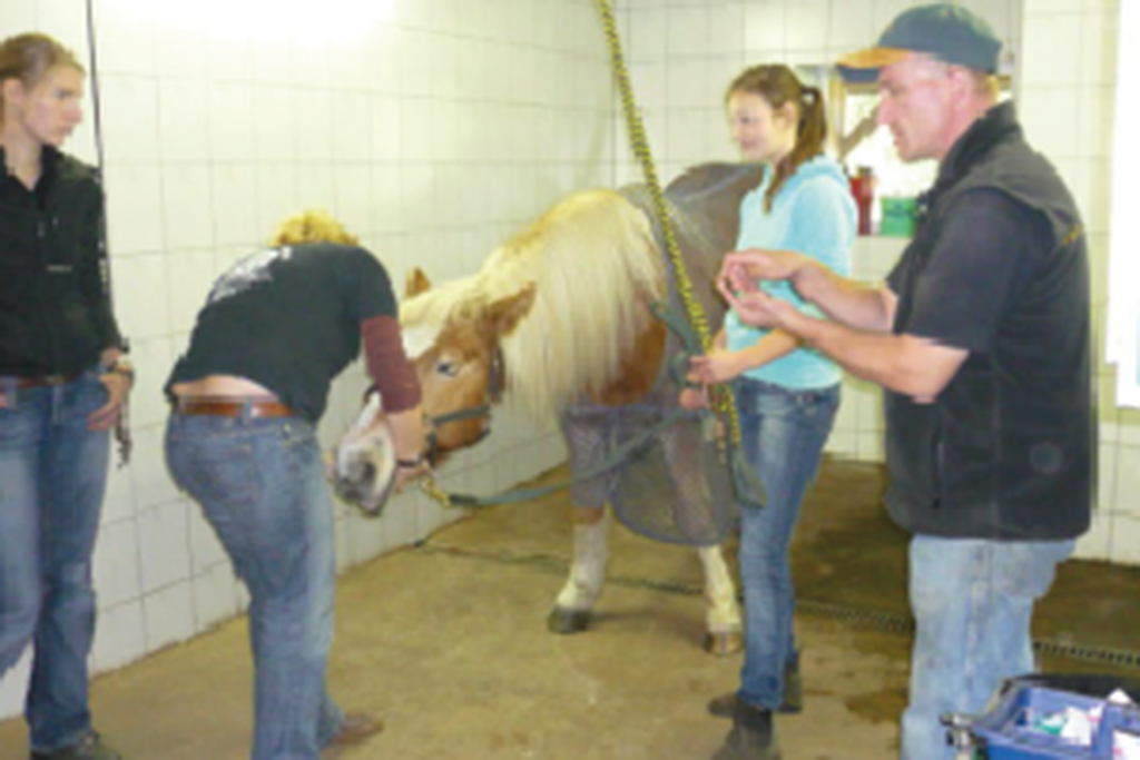Praxisanleitung Pferdedentalpraktiker